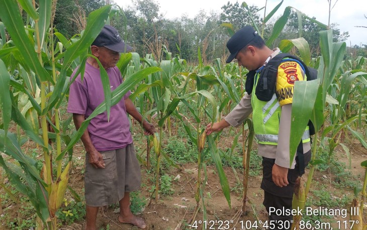 Polsek Belitang III Dukung Program Ketahanan Pangan Melalui Kontrol Tanaman Jagung  