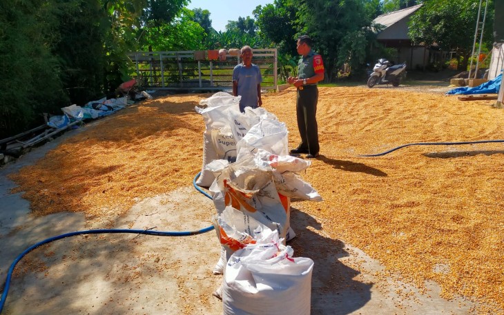 Babinsa Karangjati Kembangkan Petani Jagung di Wilayah Yang Tadah Hujan