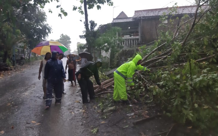 Evakuasi pohon tumbang di jalan 