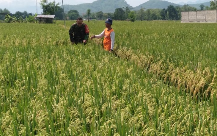 Babinsa Kodim Ponorogo Dampingi Petani Rawat Tanaman Padi