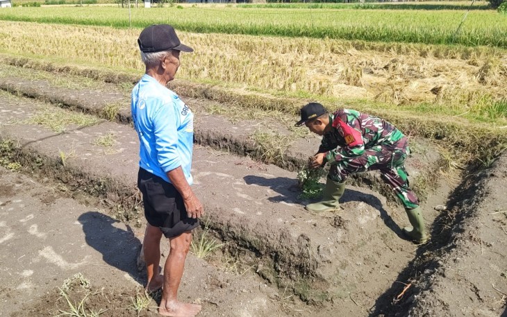 Babinsa Palur Bantu Petani Tingkatkan Produktivitas Lahan Pertanian 