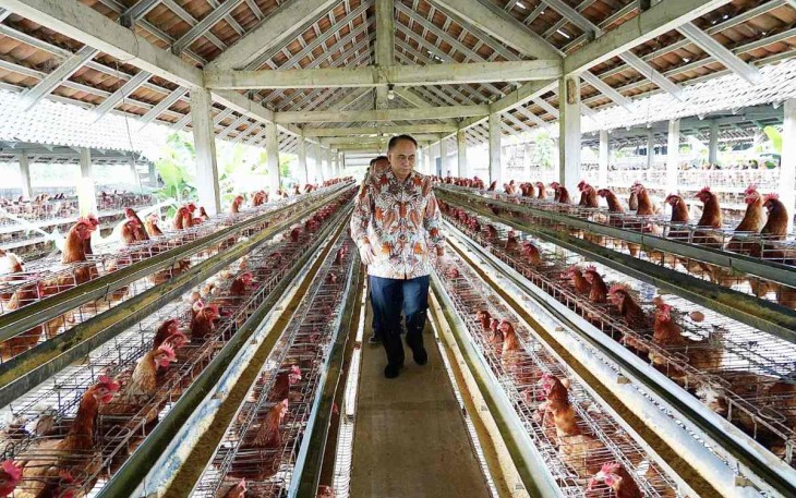Menkop Budi Arie Setiadi mengunjungi peternakan ayam petelur di Bantul, Yogyakarta, Jum'at (21/2)