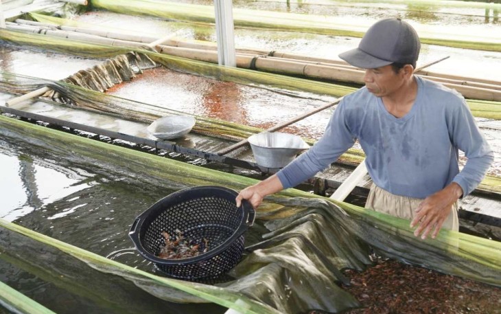 Pembudidaya ikan skala kecil