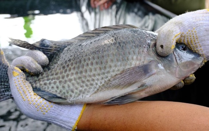 Air Kelapa Tingkatkan Produktivitas Budidaya Nila