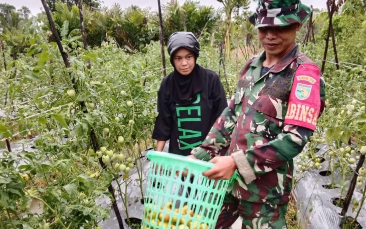 Babinsa Mapurujaya Selalu Hadir Bantu Petani