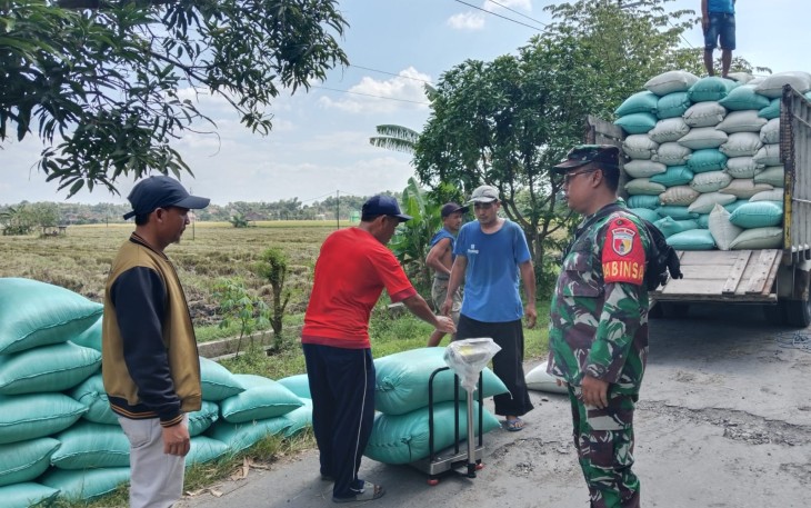 Koramil 0803-05Wungu Dampingi Sergab Panen Padi Sebanyak 10 Ton di Desa Nglambangan.