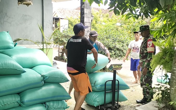 Babinsa Koramil 0803/04 Jiwan Dampingi Petani Dalam Serapan Gabah oleh Bulog 