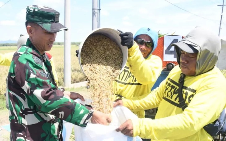Babinsa saat membantu petani padi