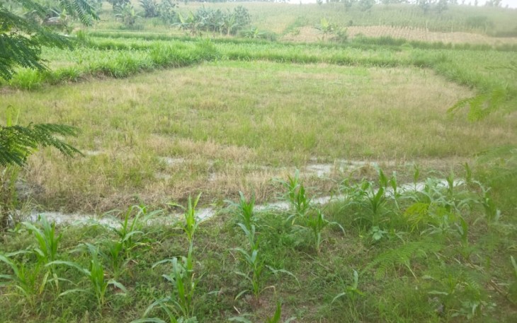 Limbah lumpur dari aktivitas pengeboran sumur minyak ilegal di Dukuh Klepo Desa Tambakmerak yang dialirkan ke sawah berpotensi mencemari lingkungan.