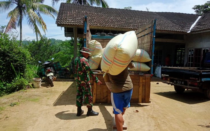 Pendampingan Serapan Gabah Oleh Babinsa Di wilayah Punung