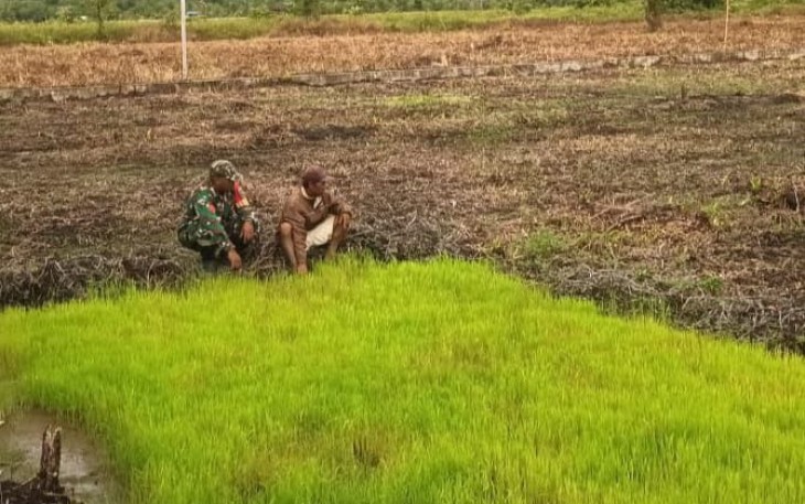 Babinsa Koramil 1710-03/Kuala Kencana Koptu Drengky Otniel Siubelan melaksanakan Komunikasi Sosial (Komsos) dengan petani binaan di Kp. Limau Asri Timur Sp. 5 Distrik Iwaka Kab. Mimika, Selasa (4/2/2025)