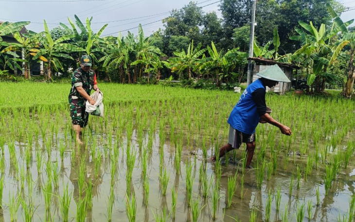 Babinsa Kodim Ponorogo Bantu Petani Pupuk Tanaman Padi