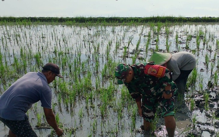 Babinsa Desa Warurejo Bantu Petani Tingkatkan Hasil Panen Padi