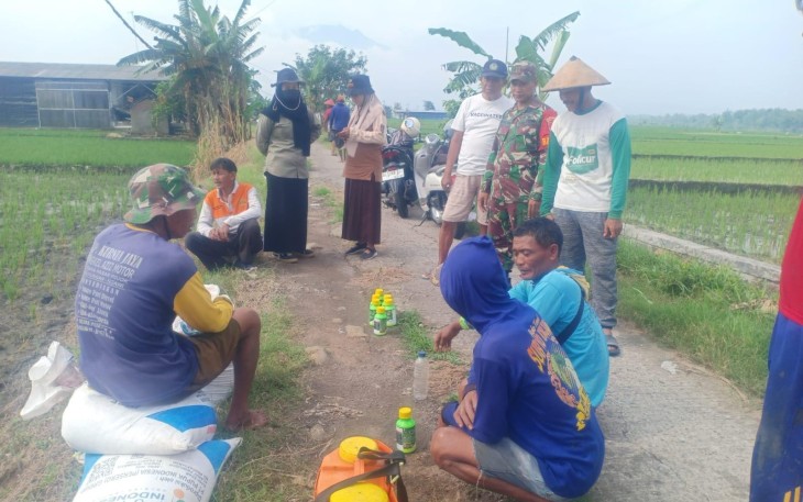 Babinsa Widodaren Ngawi Dampingi Poktan Kendalikan Hama Tanaman Padi