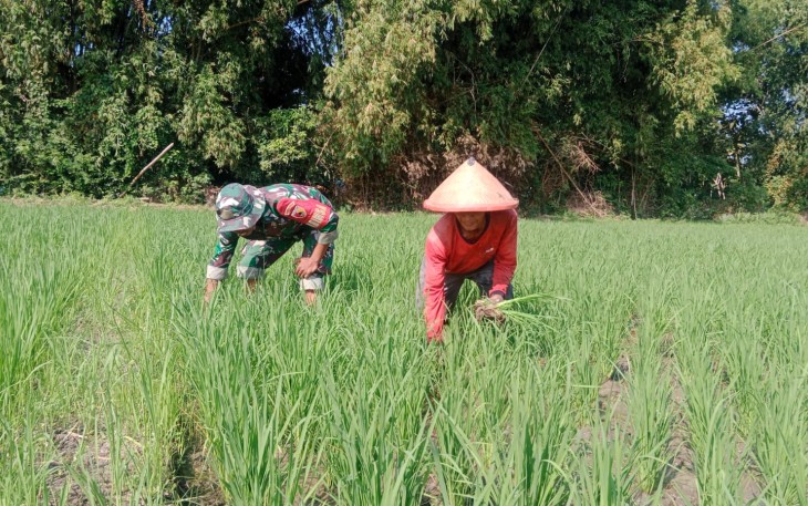 Babinsa Koramil 06 Kwadungan Aktif Dampingi Petani di Sawah 