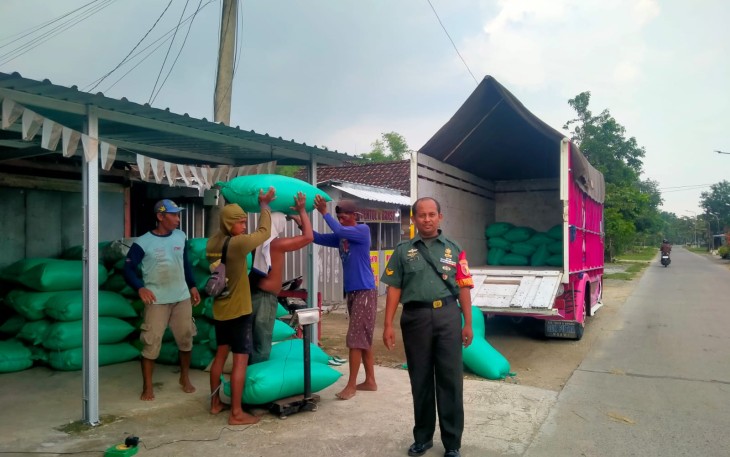 Babinsa Karangjati Dukung Ketahanan Pangan Dampingi Petani Pasca Panen Padi di Wilayahnya 