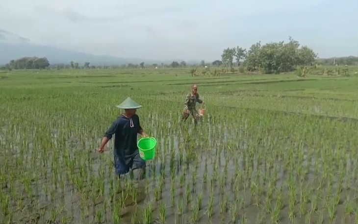  Babinsa Karanganyar Bantu Proses Pemupukan Dalam Program Ketahanan Pangan 