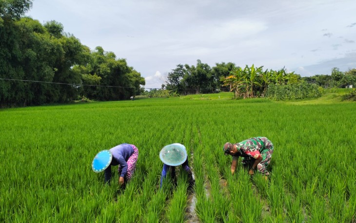Babinsa Koramil Kwadungan Aktif Dampingi Petani diwilayahnya 