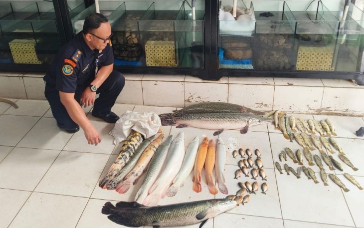 KKP saat pemusnahan ikan predator di salah satu toko ikan hias di Jakarta Timur 