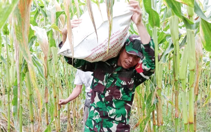 Babinsa Mapurujaya Bantu Petani Panen Jagung