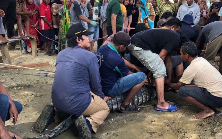 Buaya muara saat di evakuasi team KKP di Donggala 