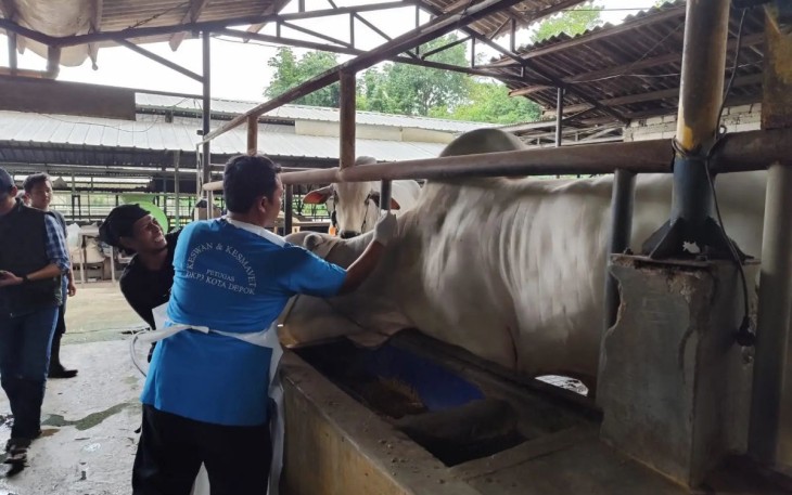 Hewan ternak sapi saat diberi vaksinasi oleh DKP3 Depok