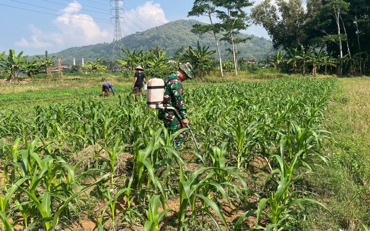 Babinsa Koramil 0801/01 Pacitan Bantu Petani Semprot Tanaman Jagung