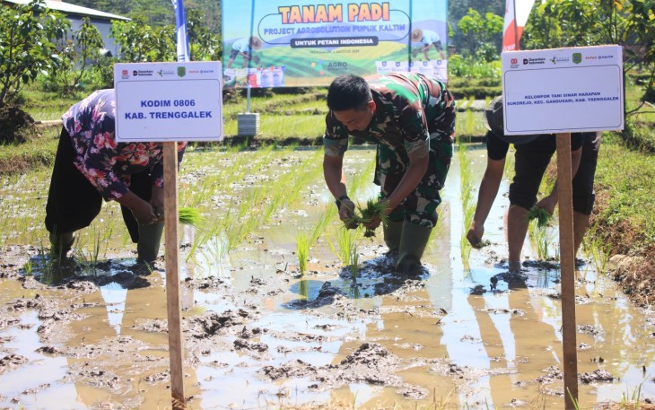Dandim 0806/Trenggalek, Letkol Inf Isnanto Roy Saputro, S.H., M.Si, saat memimpin langsung kegiatan tanam padi bersama Kelompok Tani (Poktan) Sinar Harapan.
