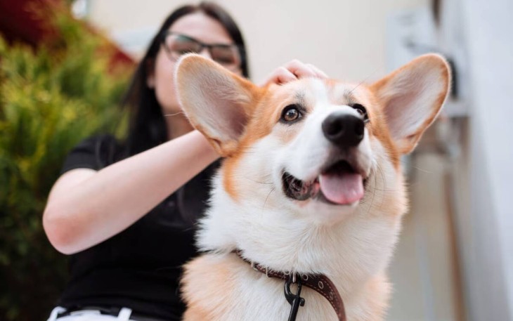 10 Ras Anjing Menggemaskan yang Ramah dan Mudah Dirawat di Rumah
