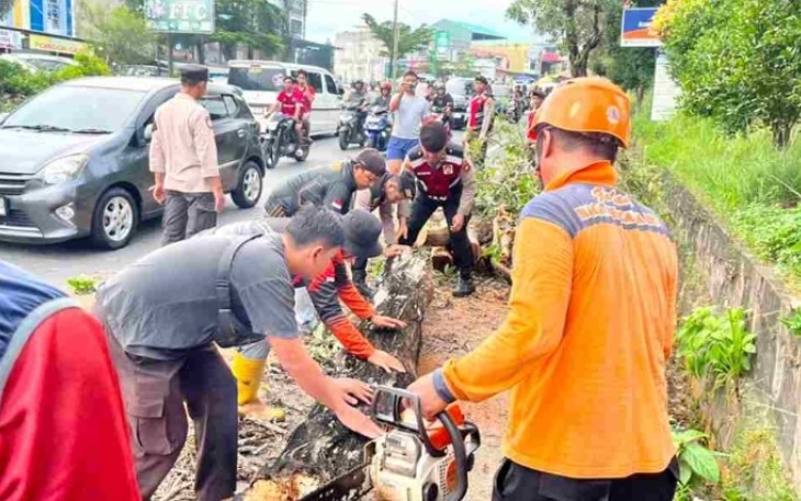 BPBD saat Evakuasi Pohon Tumbang di Km 10