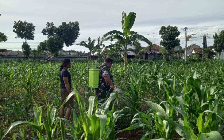 Penyemprotan perangsang daun jagung