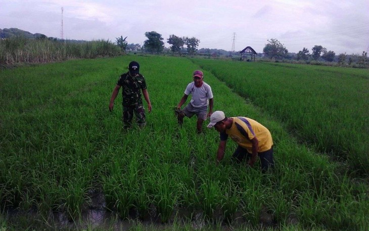 Bantu perawatan tanaman padi petani desa binaan 