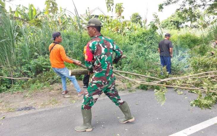 Evakuasi pohon tumbang di jalan 