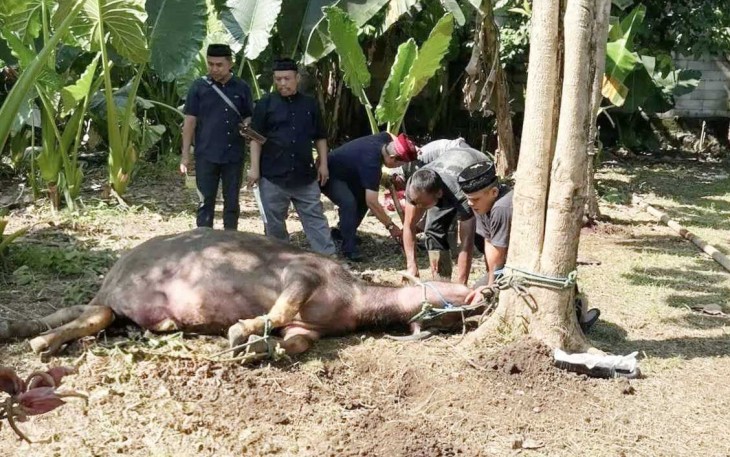 Pemotongan kebo andil di halaman kediaman Walikota Depok Supian Suri, Rabu (18/3)