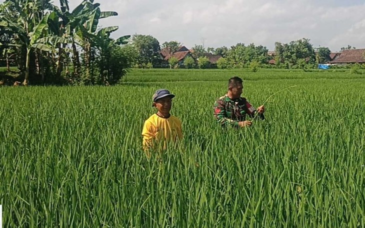 Pendampingan petani wilayah desa binaan 