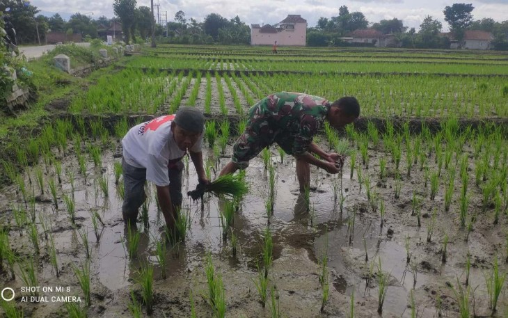 Penyulaman padi petani desa binaan 