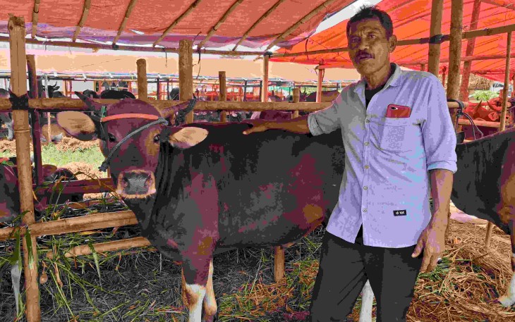 Sapi Bima di kandang bapak Pance, Jalan KSU Raya, Kota Depok, Sabtu (19/4)