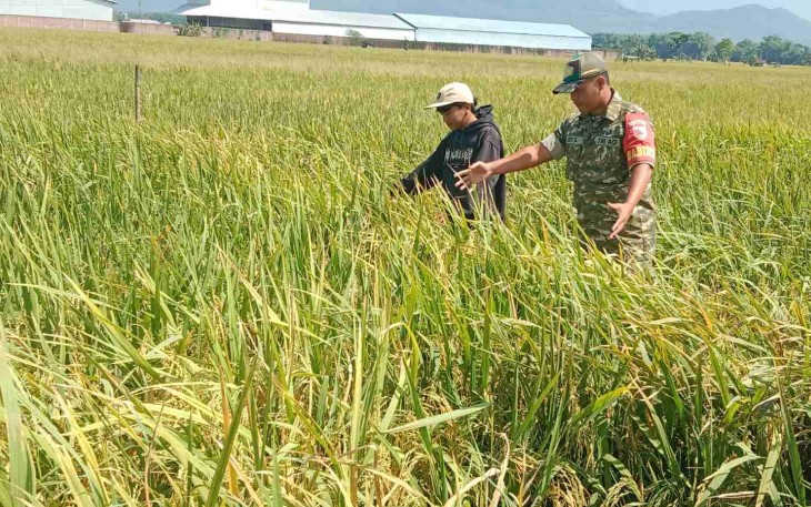 Bantu rawat padi di wilayah desa binaan