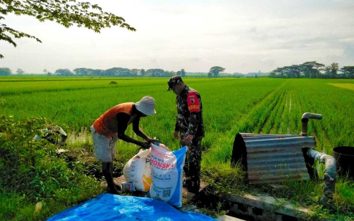 Pemupukan padi wilayah desa binaan