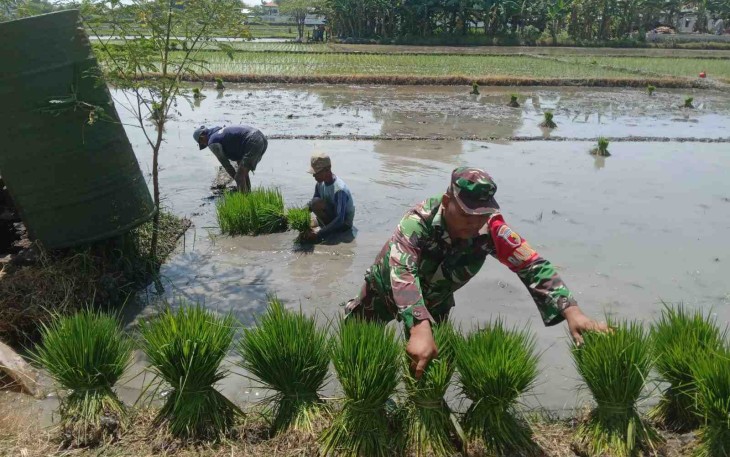 Bantu tanam padi wilayah desa binaan