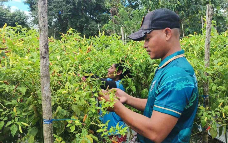 Rawat kebun cabai di perbatasan