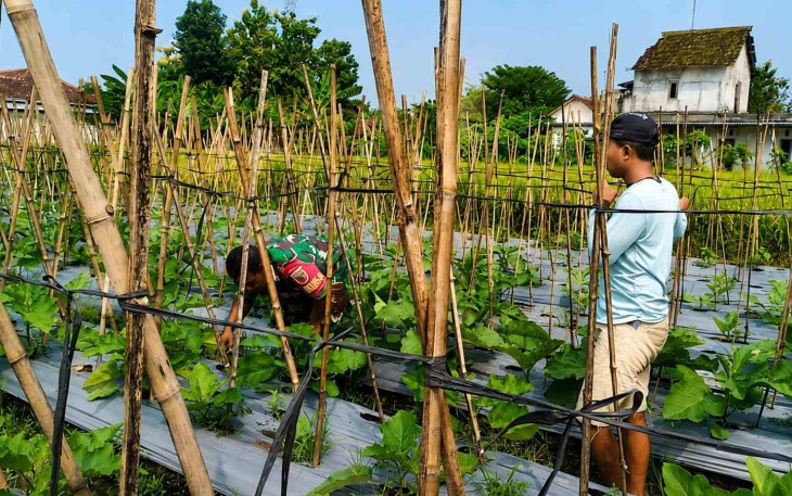 Bantu rawat tanaman di kebun warga desa binaan