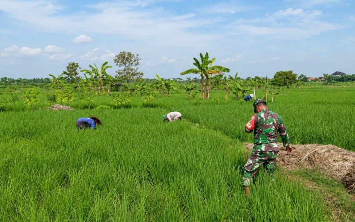 Bantu rawat padi di wilayah desa binaan