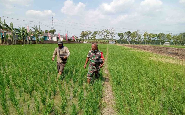 Pendampingan petani desa binaan