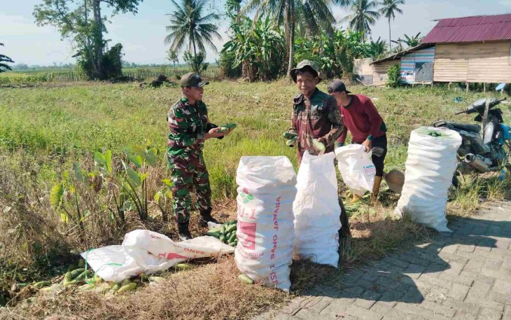 Bantu panen mentimun di wilayah desa binaan