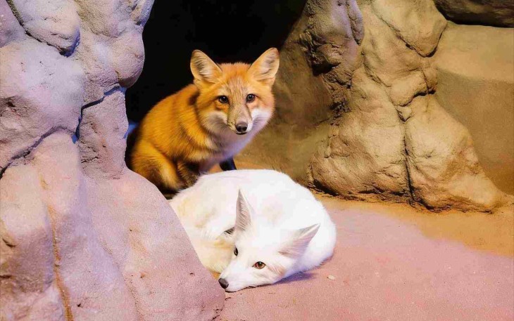 Red Fox dan Arctic Fox satwa terbaru Jakarta Aquarium & Safari 