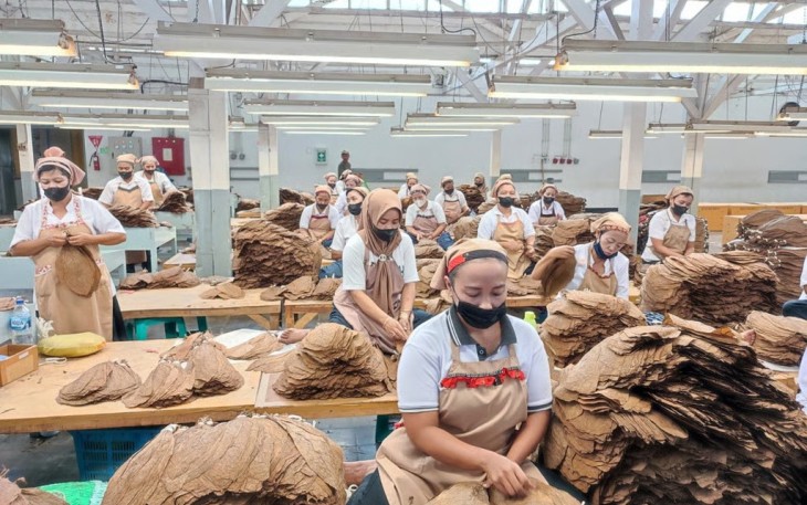 Holding Perkebunan Nusantara Perkuat Daya Saing Global, Tembakau Premium PTPN I Jadi Andalan Industri Cerutu Dunia