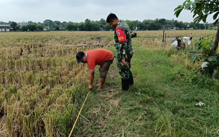 Babinsa Nglames Dampingi Pengukuran Sawah Bengkok untuk Pembangunan Sekolah Rakyat
