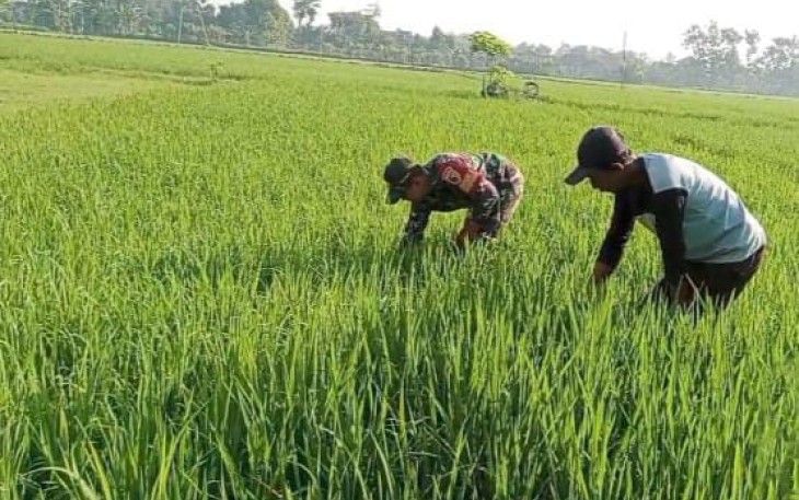 Bantu penyiangan tanaman padi warga desa binaan