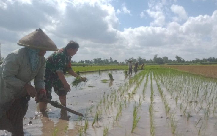 Babinsa Mirigambar Dampingi Petani Tanam Padi, Wujudkan Ketahanan Pangan dari Tingkat Desa